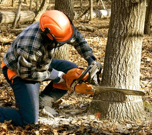 Tree Removal in Ducor, CA